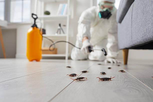 Commercial Rodent Management in St. John